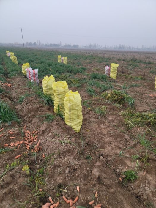 Продам морковь свекла