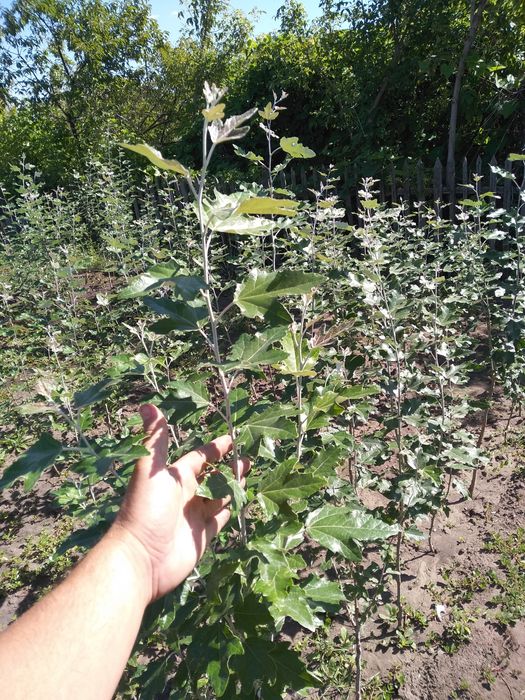 Тополь пирамидальный Саженцы