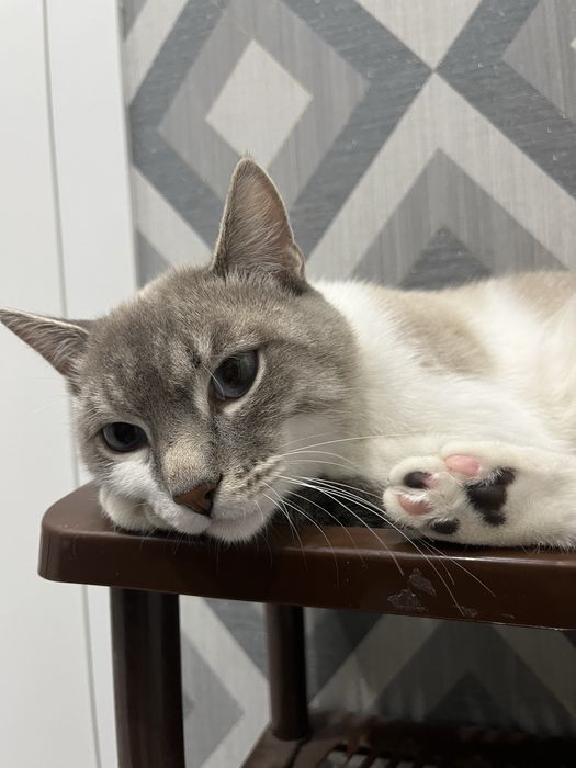 Вязка кошка, кота