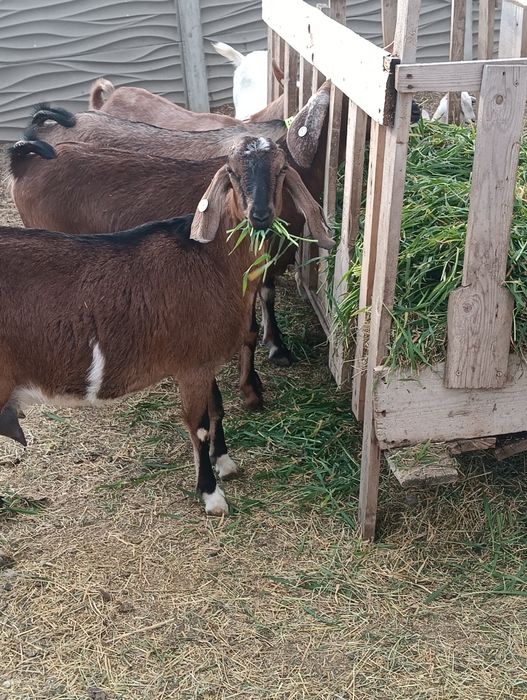 Vând capră anglonubiana