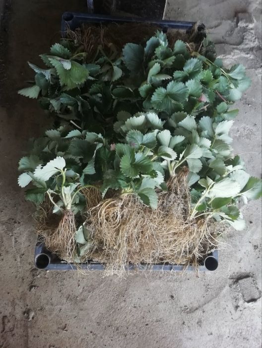 Stoloni capsuni clery