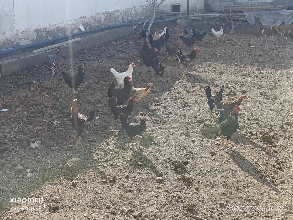 Хонаки товуклар сотилади