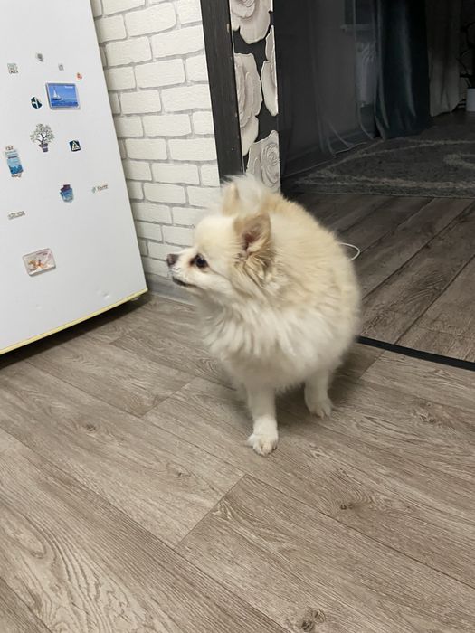 Продам шпится кабеля ему около 2 лет