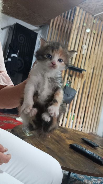 Отдаем котиков в хорошие руки