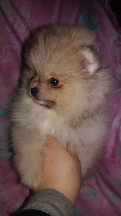 Продам щенков шпица,рассрочка каспи 0 0 12