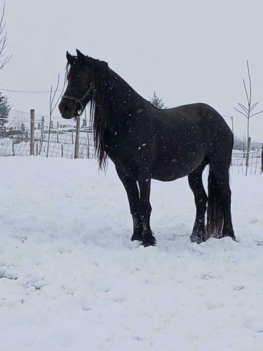 Iapa frizian 7 ani gestanta 10 luni