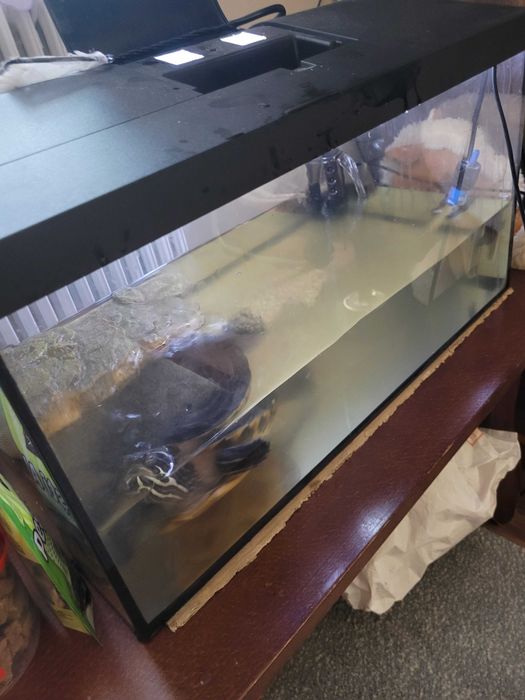 Broasca țestoasă, varsta 12 ani