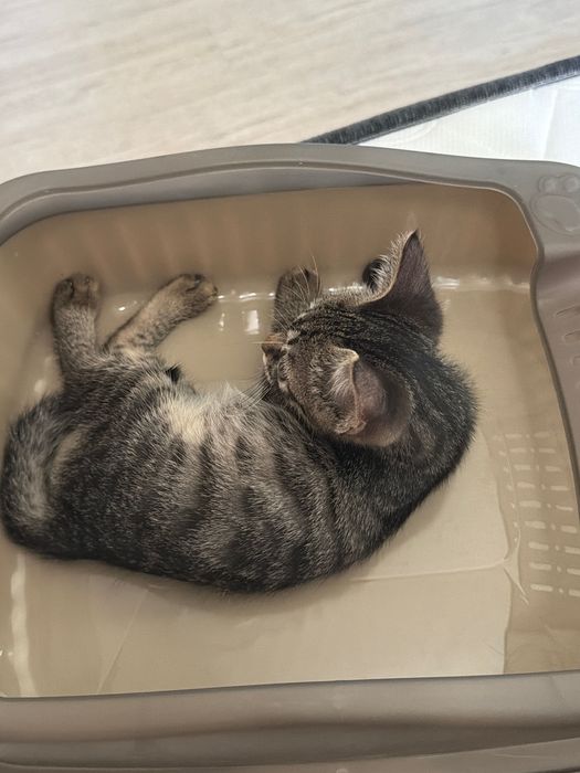 Отдам маленького котенка в добрые руки (девочка)
