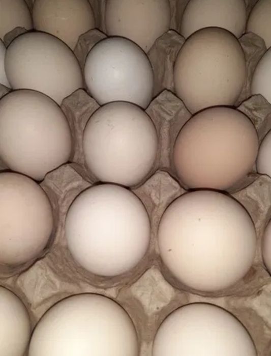 Павлинята индийского павлина