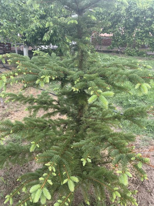 Ель хвойное дерево