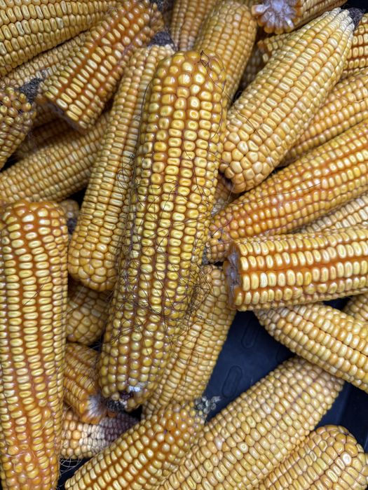 Vand porumb stiuleti