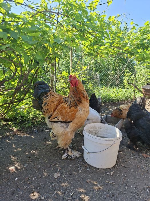Цыплята брама на продажу