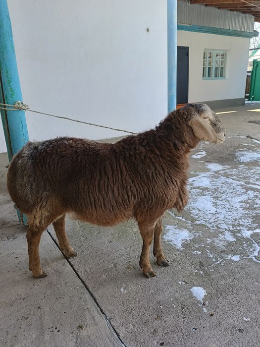 Қошқар 9 айлық  сатылады