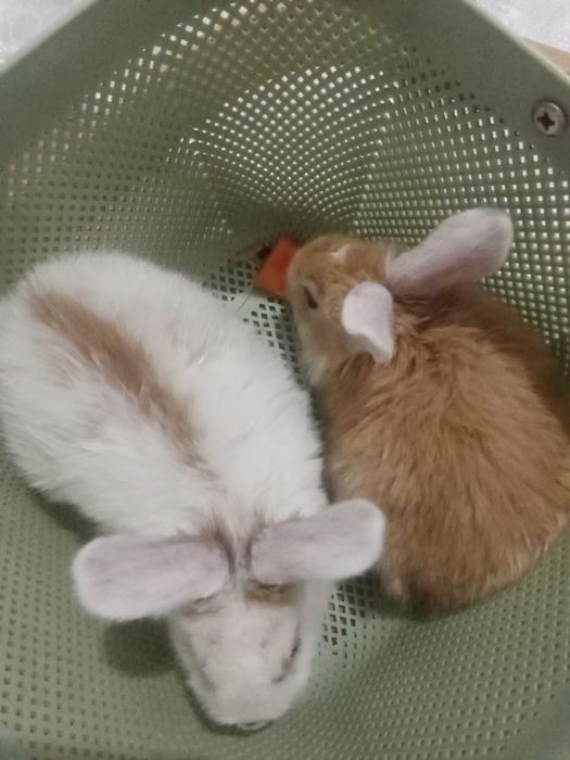 Продам милых кроликов .