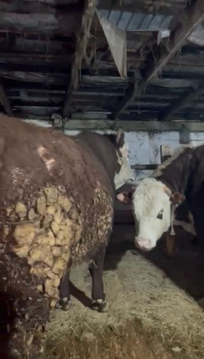 Бұқалар сатылады