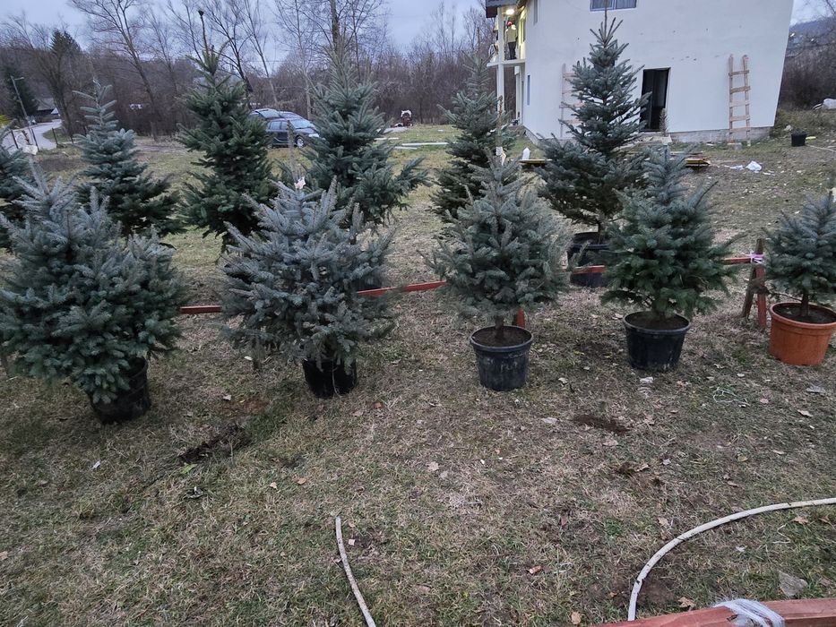 Brazi în ghiveci cu radacina