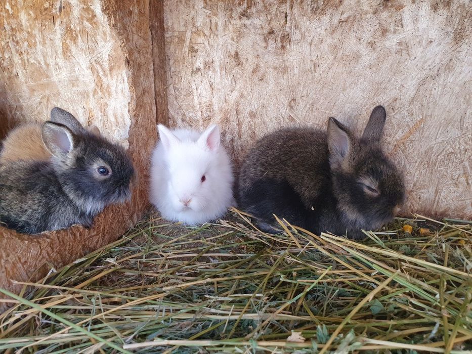 Iepurași pitici Cap de Leu pentru Paște – cadoul perfect