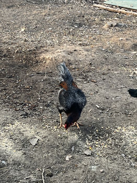 Петух чалгут продам