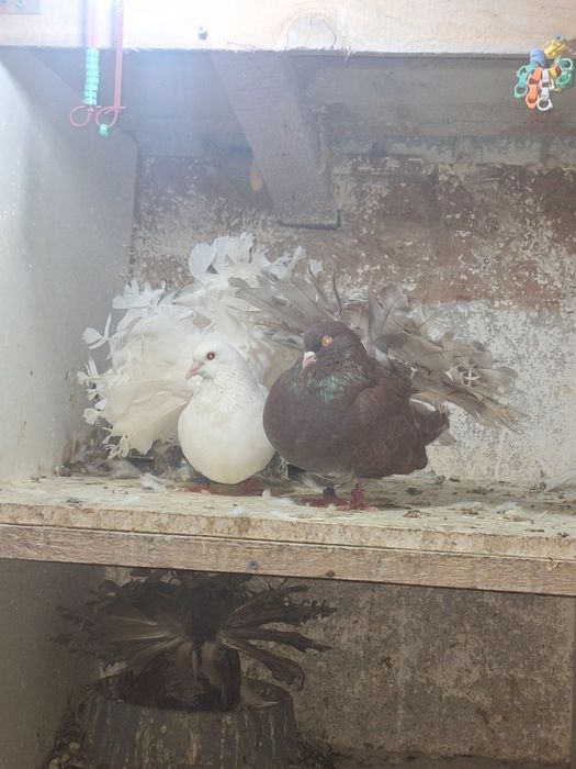 Porumbei rotați/voltați/curcani