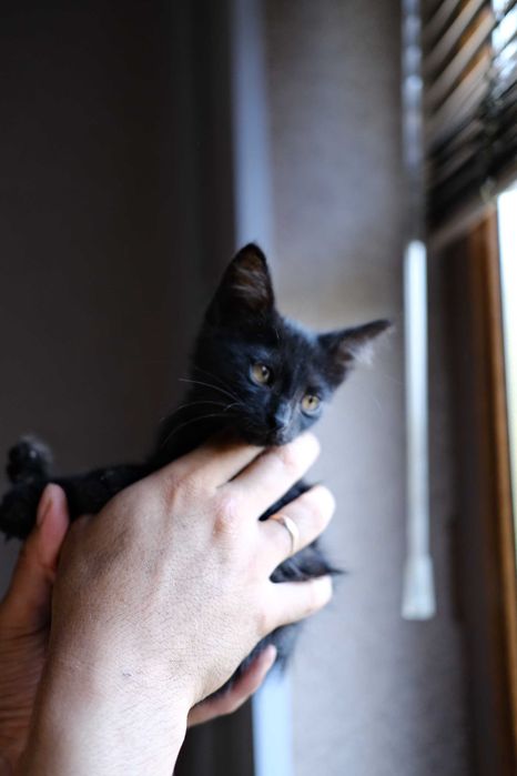 маленький котенок ищет дом