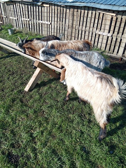 Vând 4 capre tinere