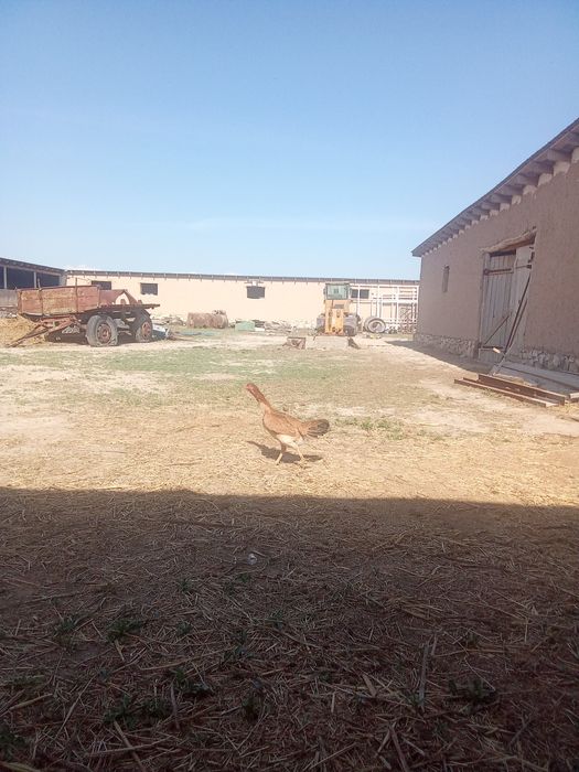 Дакан тауық сатылады