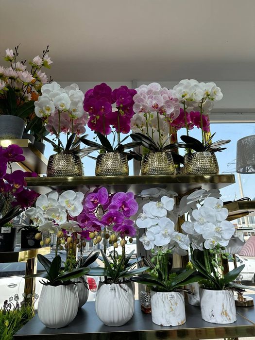 Орхидея  качество  люкс