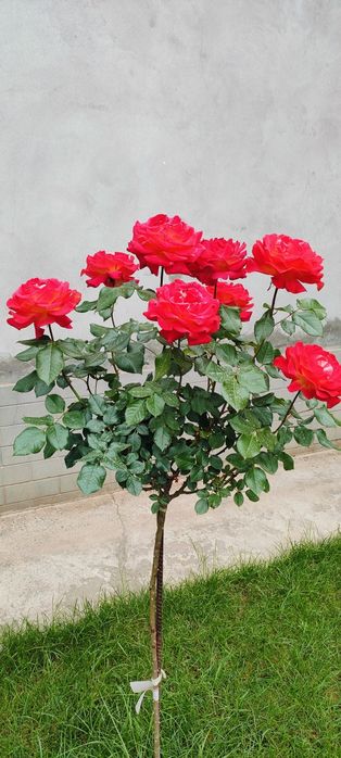 Штаповий роза гуллари