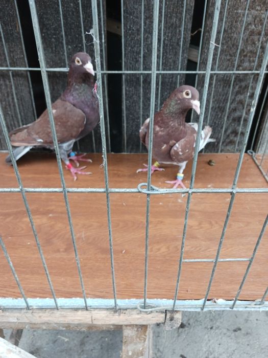 Porumbei uriasi maghiari