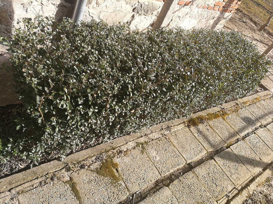 Разсад жив плет продавам