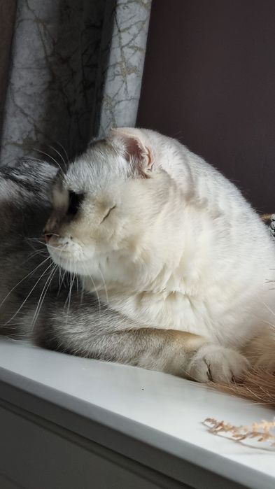 кот для вязки британский шиншила