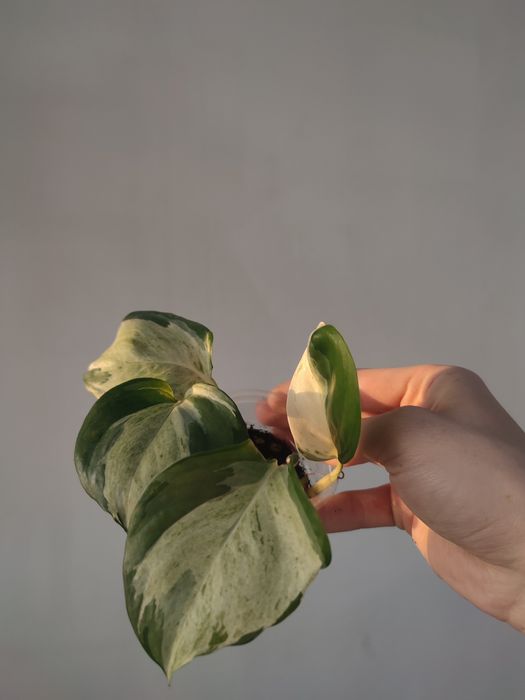 Эпипремнум манжула