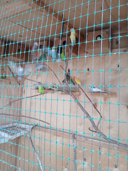 Nerazlushka maska apalayn bor par pari blan hamasi iwlagan iwonchli