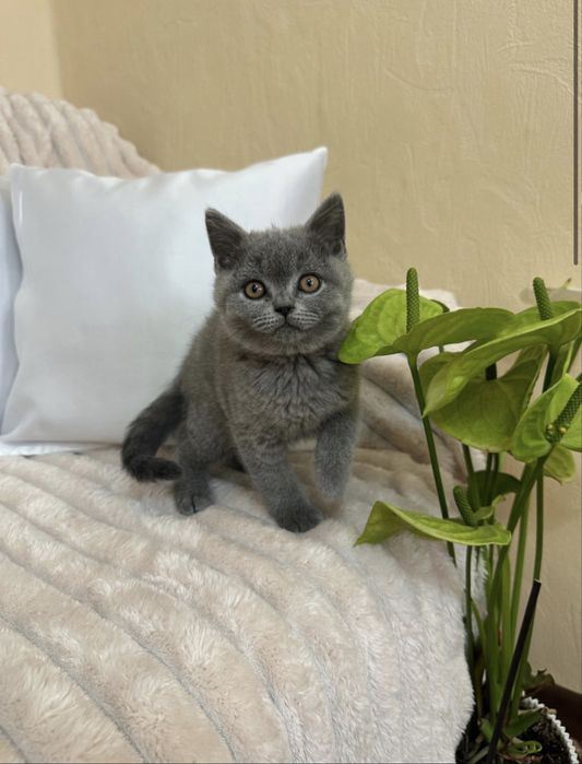 British shorthair mascul.