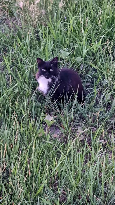 Фото кота онлайн