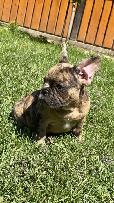 Bulldog Francez Coco Merle