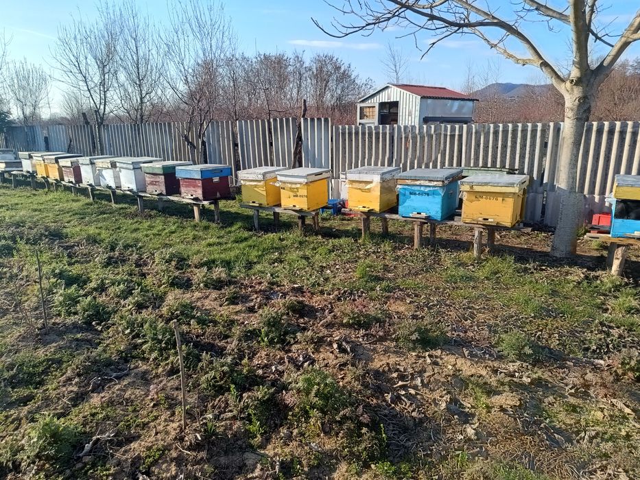 Vând albine Baia Mare