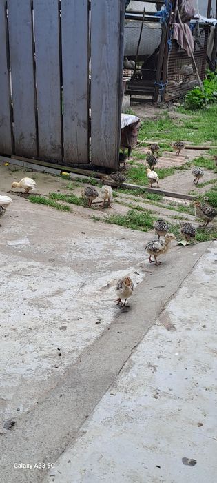 Curci și curcani de anul acesta