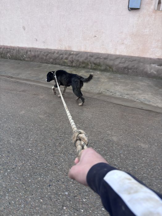 Ұрғашы мошный 1.5жас