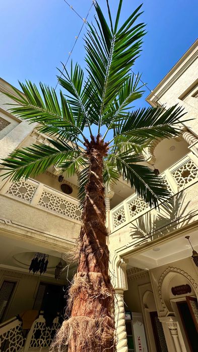 Sun’iy palma daraxtlari | ECO PALMA | 30% chegirma