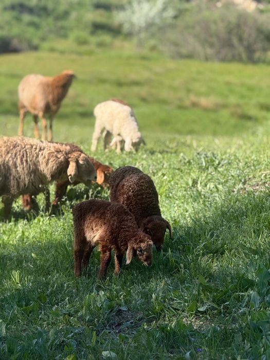 Баран қой қозысымен 60 бас