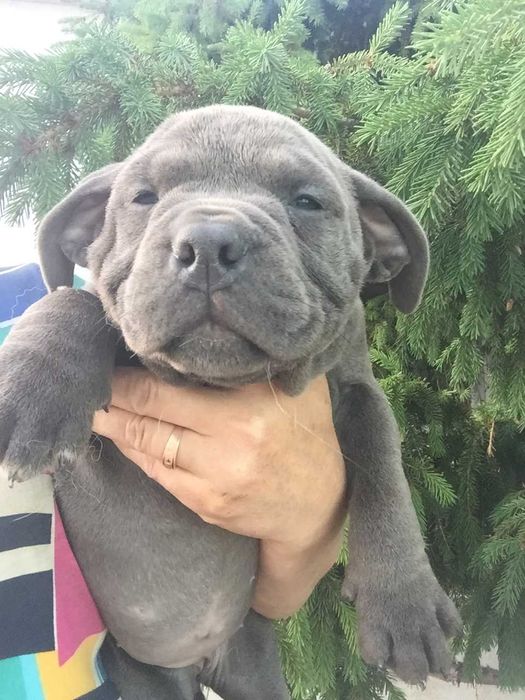 щенки амбулли разного окраса