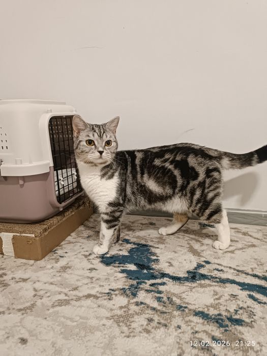 Шотландский скотиш страйт