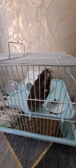 Отдам в добрые руки..