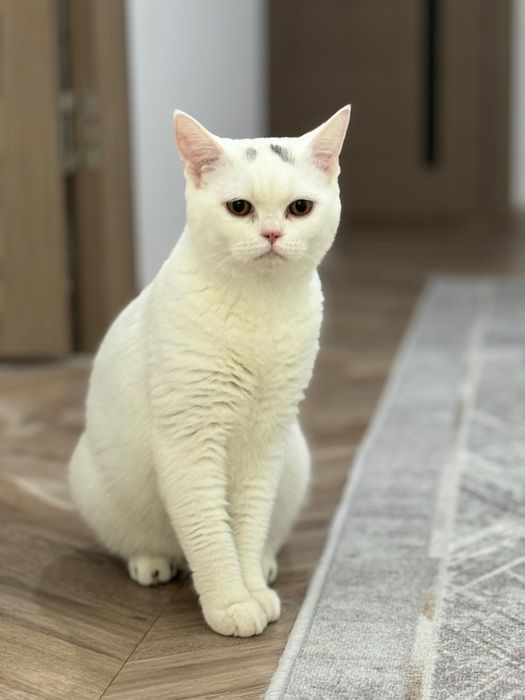 Продаётся кот. Возраст 7 месяцев.