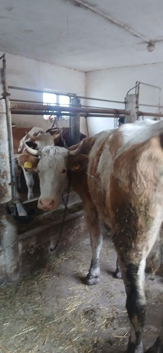 Vând vaci bune de lapte