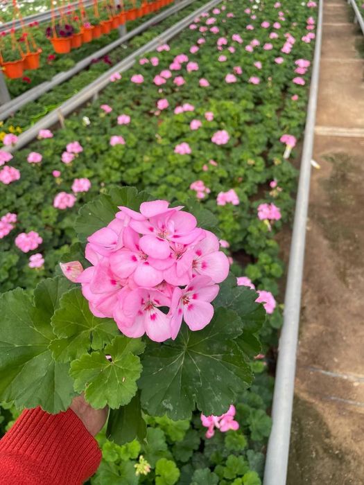Geran felargonya yani felargonium