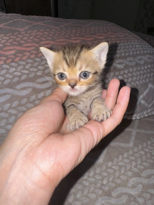 Продаются котята