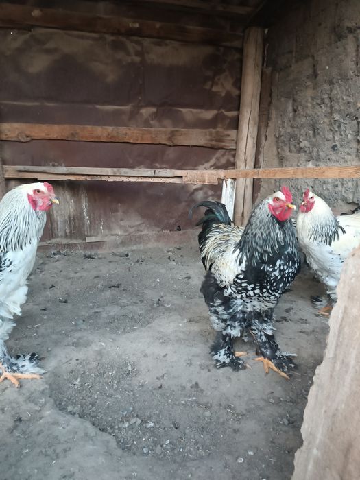 Брама әтеш,10 ай