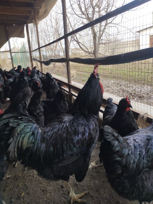 Qora shaxzoda xoʻrozlari sotiladi